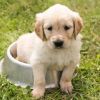Kürbiskernöl GGA für Hunde: Ihr gesundes Haustier